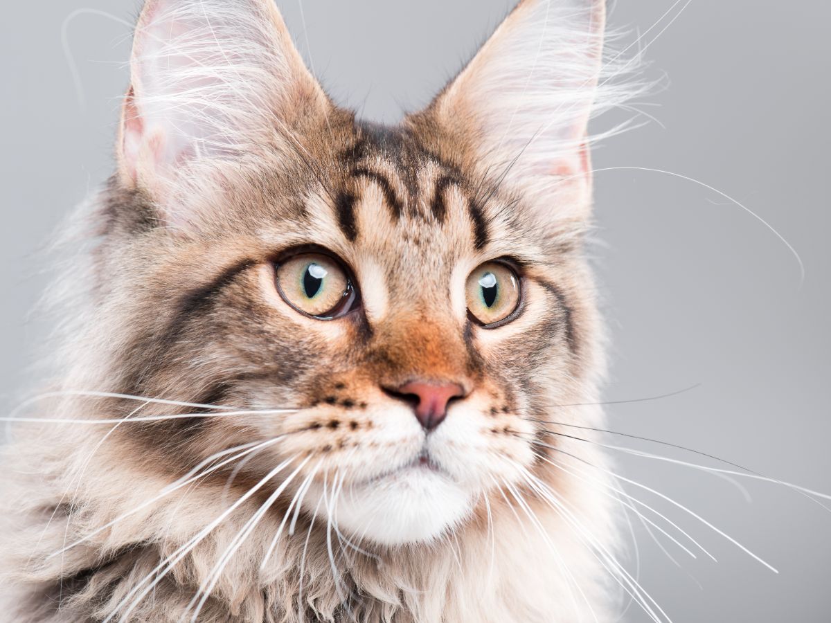 A tabby maine coon with yellow eyes.