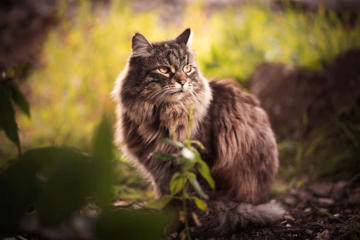 A tabby maine coon with a mean face sitting in the wild.