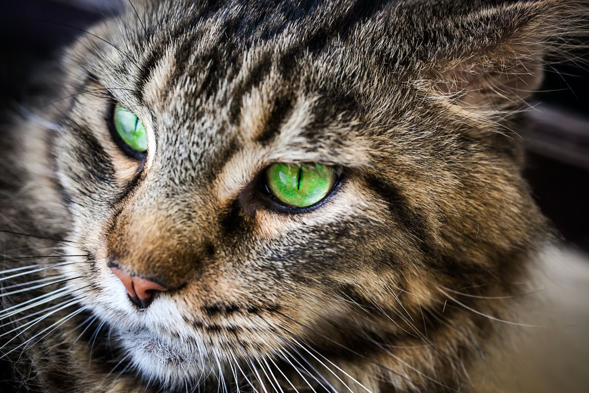 A tabby maine coon with green eyes.