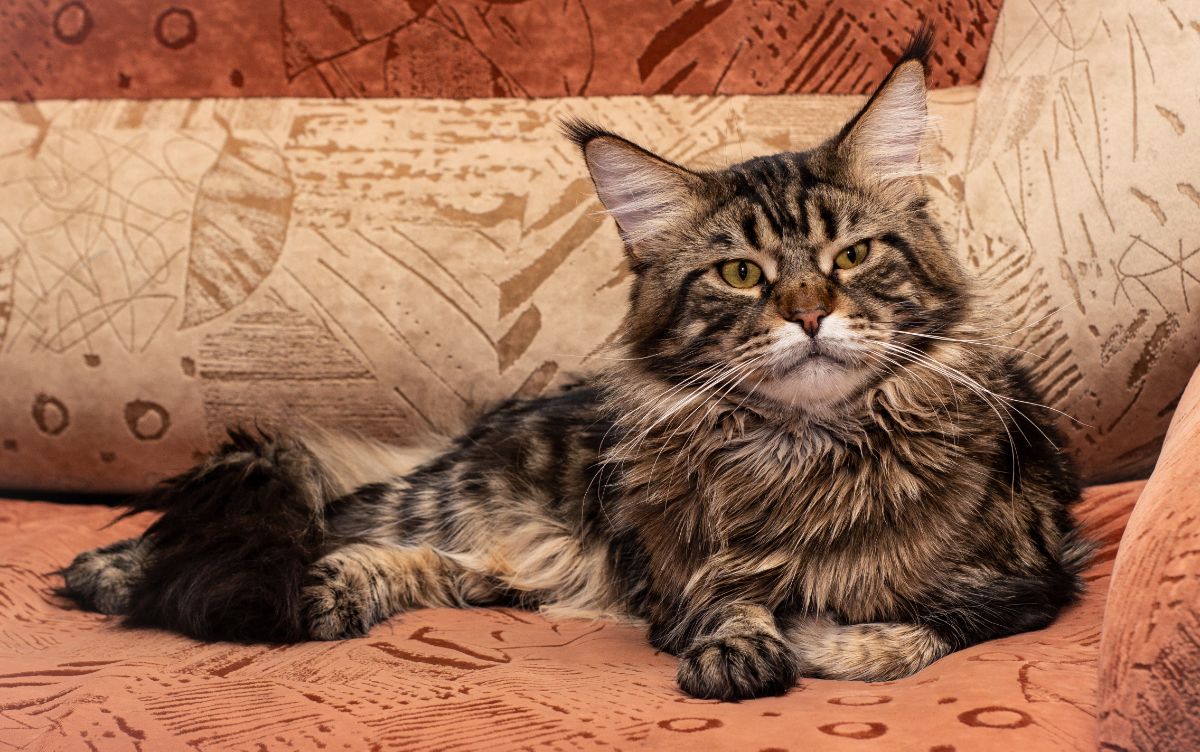 A tabby maine coon with a grumpy face lying on a couch.