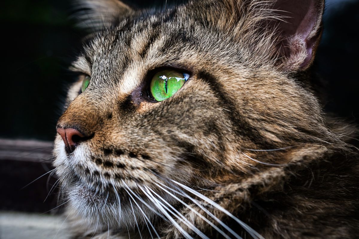 A close-up of a tabby maine coon with green eyes.