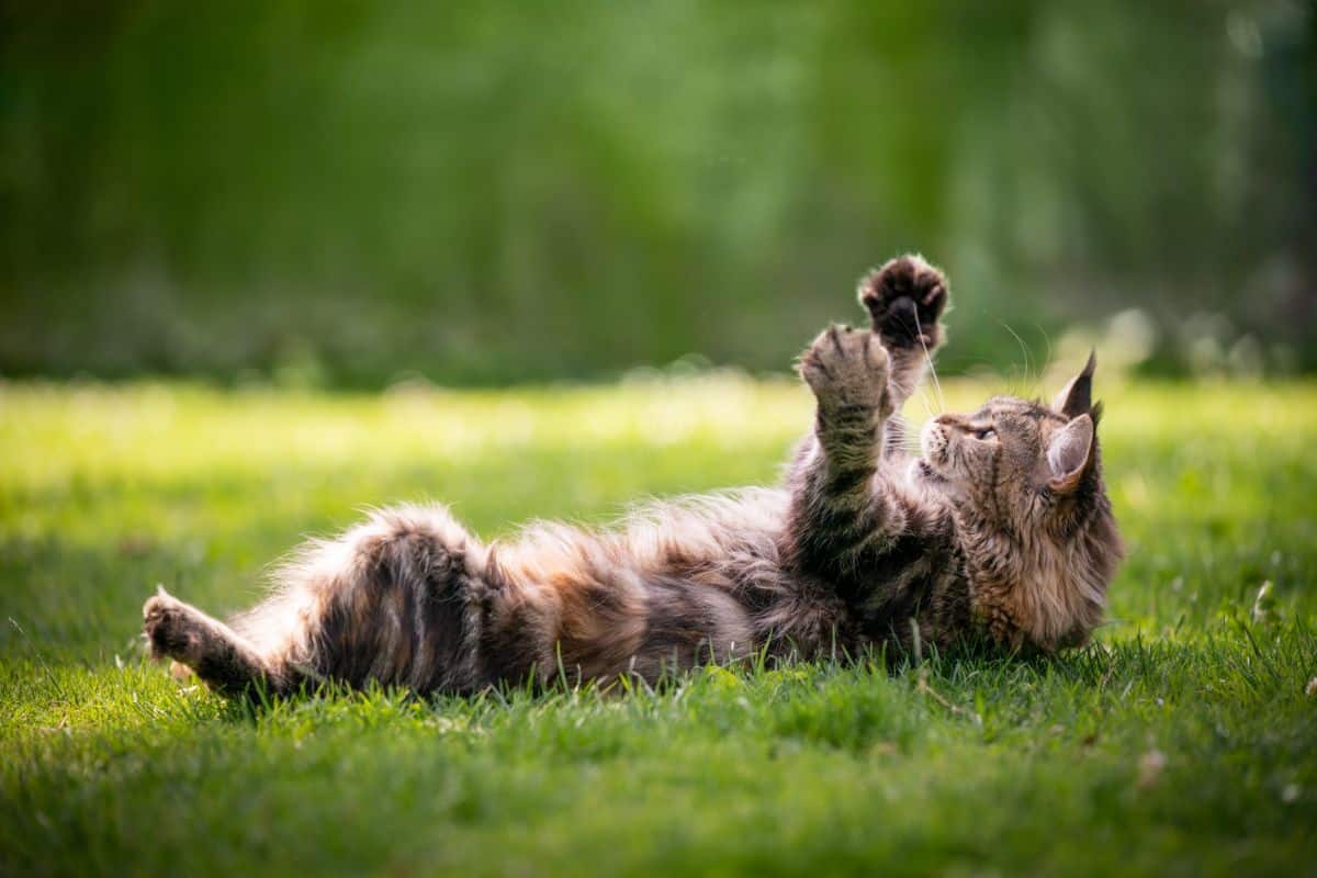 An adorable tabby maine coon lying on its back on green grass.