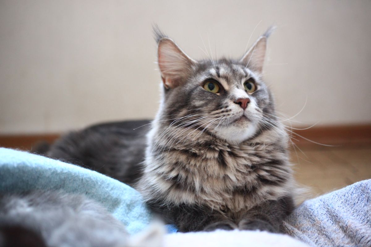 A fluffy tabby maine coon lying partially on a cat bed.