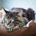 An adorable tabby maine coon with a bowtie lying in a cat bed on a windowsill.