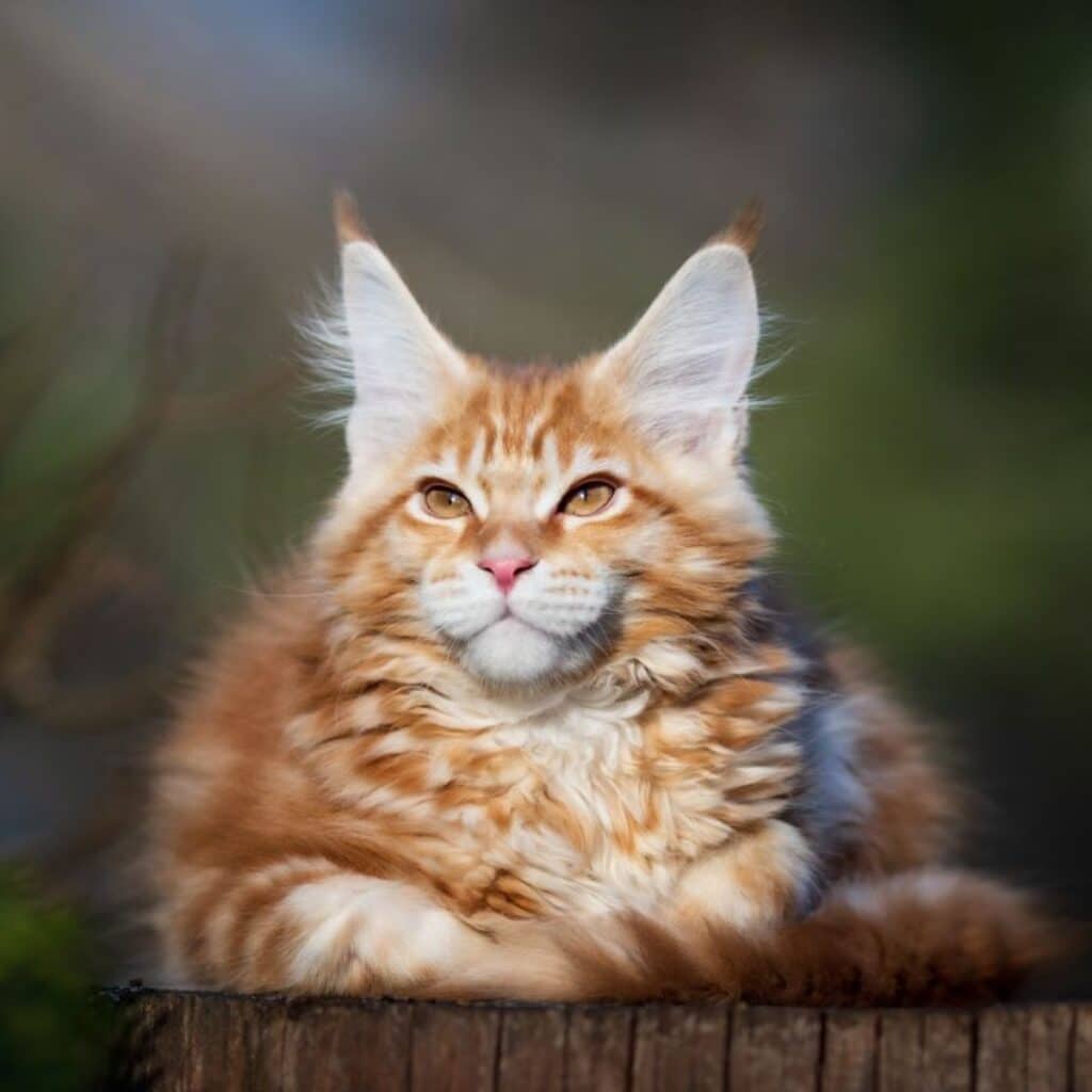 Bayer Drontal Broad Spectrum Dewormer Without Vet Prescription at ...