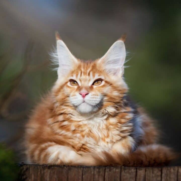 The 5 Best Dewormer Options for Cats without a Vet Prescription