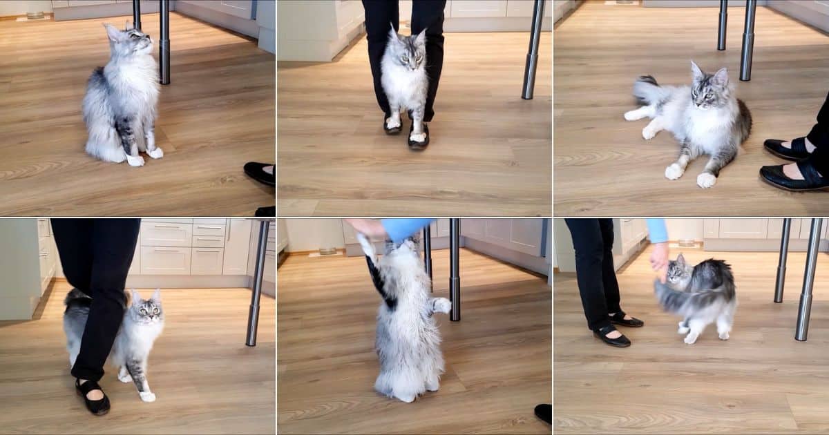 This Cute Maine Coon Cat Is Showing 8 Tricks