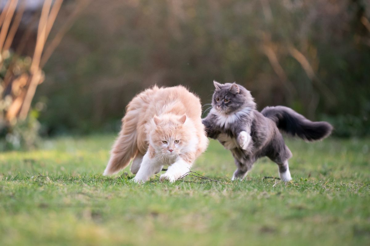 Two fluffy maine coons playing in a backyard.