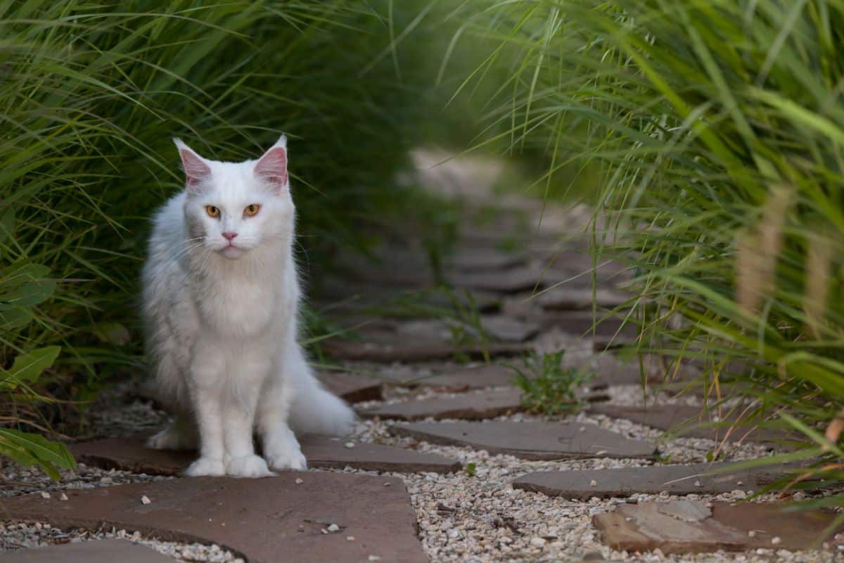 A white maine coon sittong on backyard pavement.