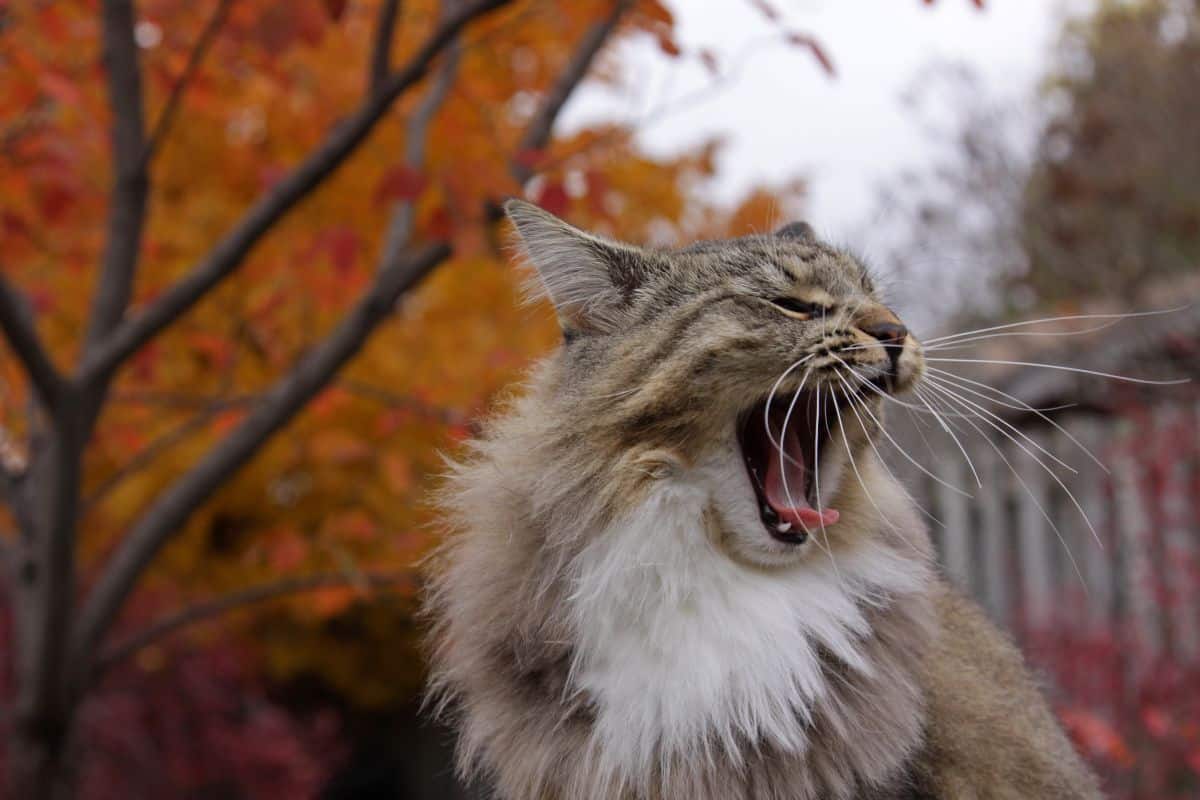 A yawning silver maine coon with a neck ruff.